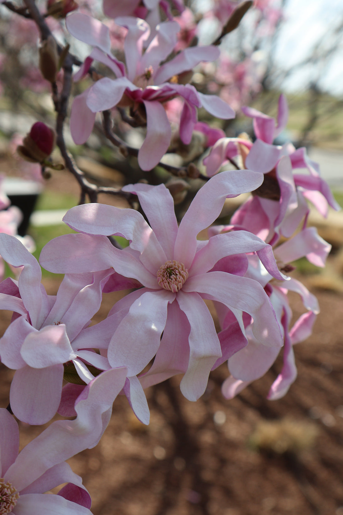 Exploring Washington, D.C. During Cherry Blossom Season
