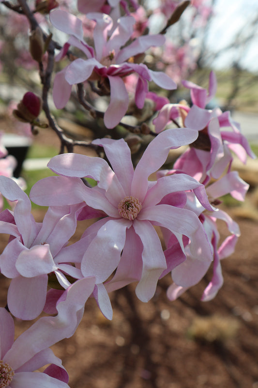 Exploring Washington, D.C. During Cherry Blossom Season