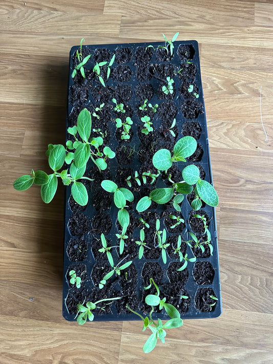 Our Spring Garden: Spring Gardening in Alabama